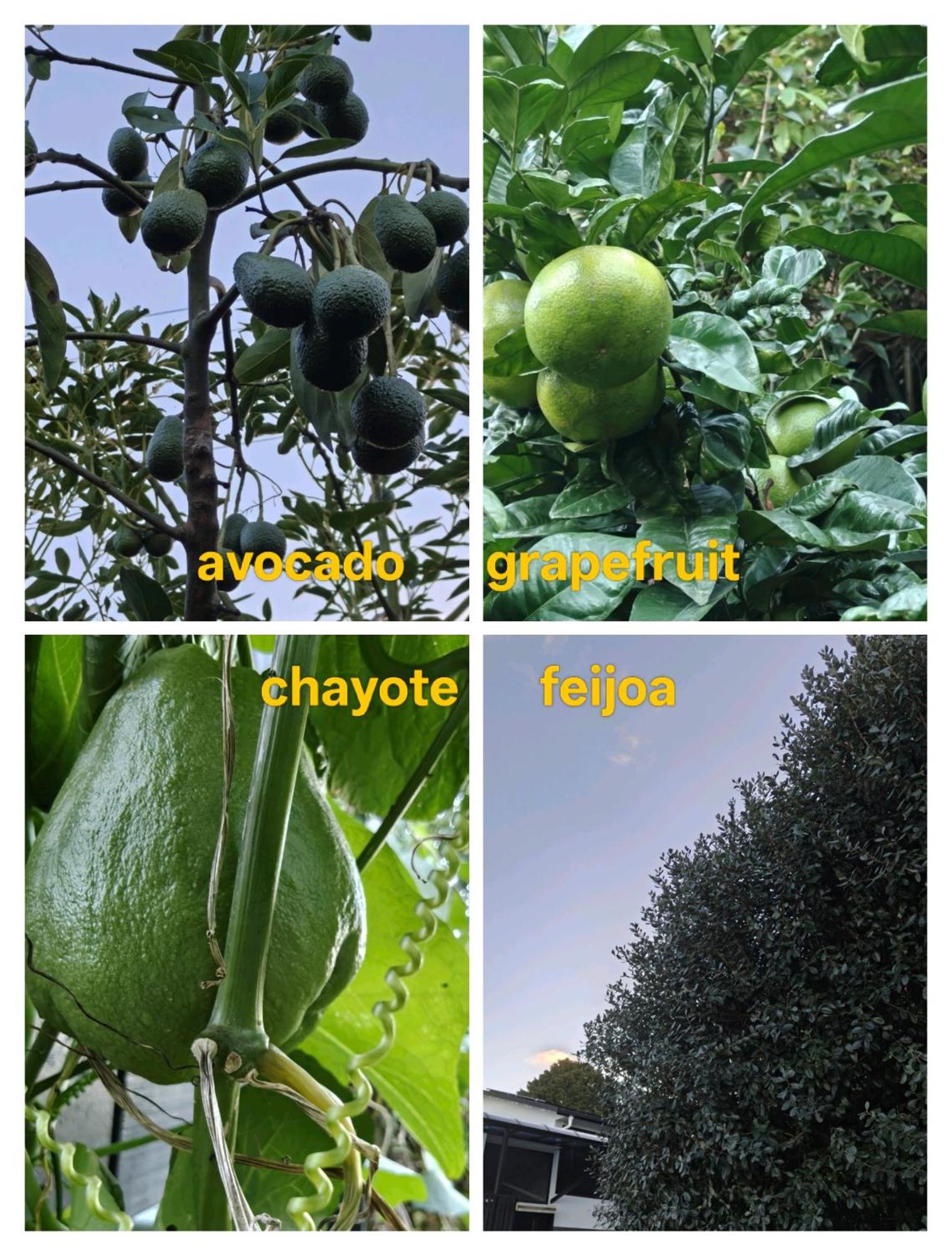 Hidden Oasis In Epsom With Panoramic View Βίλα Όκλαντ Εξωτερικό φωτογραφία